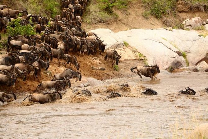 3 Days adventurous Maasai Mara Budget Group Safari - Day 3: short morning drive, then back to Nairobi