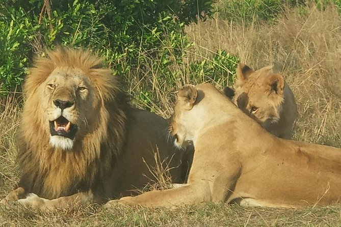 3 Days adventurous Maasai Mara Budget Group Safari - The van and the guides: where the safari really gets made