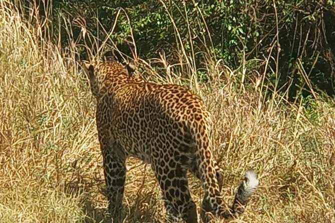 3 Days adventurous Maasai Mara Budget Group Safari - Wildlife expectations: the Big Five, plus what is actually realistic