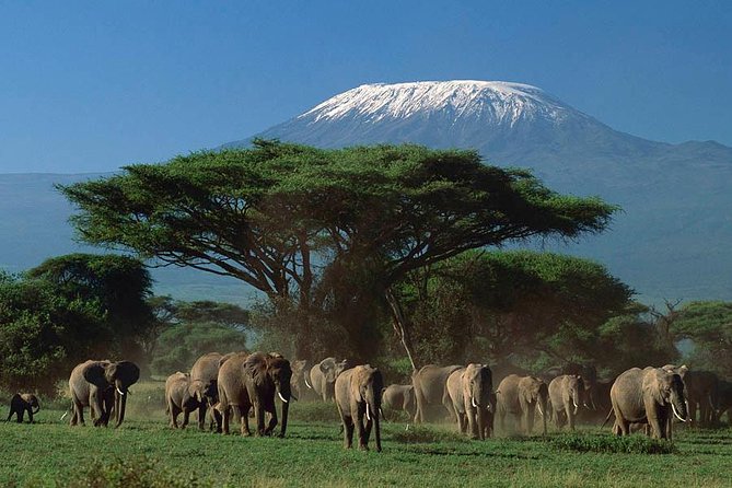 3 days Amboseli, Land of Kilimanjaro - Amboseli and Kilimanjaro views, why this park is so special