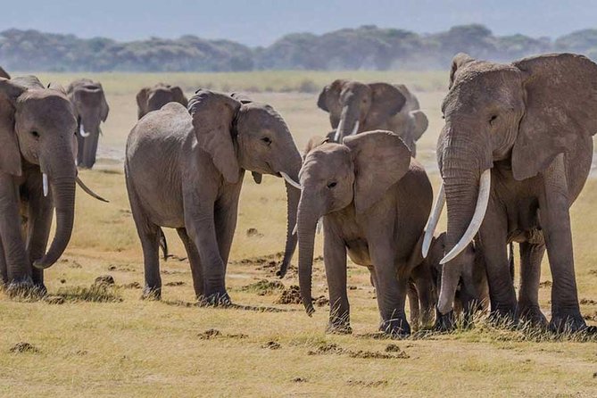 3 days Amboseli, Land of Kilimanjaro - Maasai village stop, what it adds to a wildlife trip
