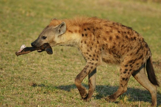 3 Days Amboseli National Park - Key Highlights Worth Knowing