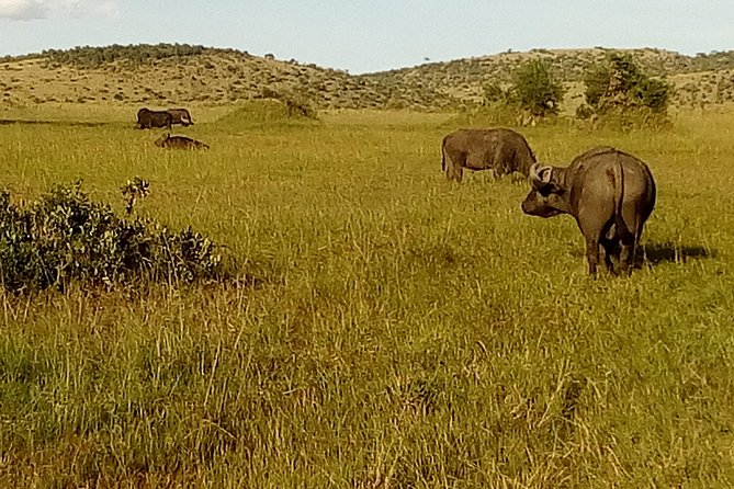 3 Days Amboseli National Park - Sunrise Wildlife: The Moments People Remember