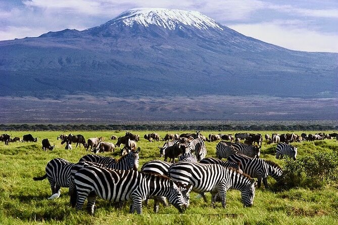 3 Days Amboseli National Park safari - Key Highlights Before You Go