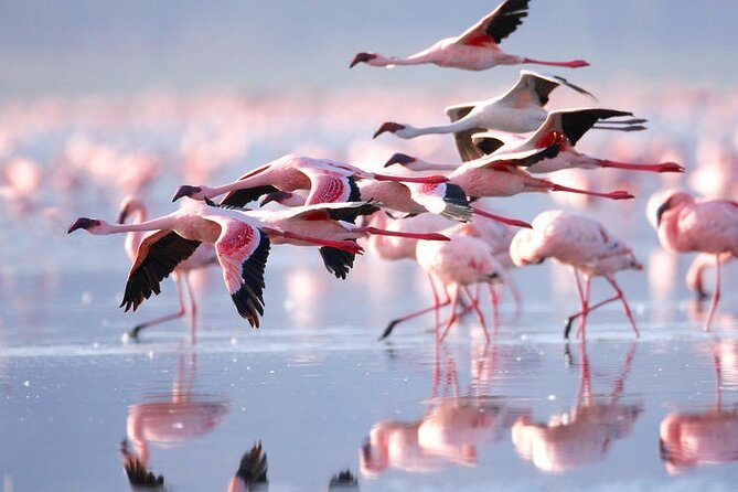 3 Days Amboseli National Park safari - Included Food and Park Tickets: What You Actually Get