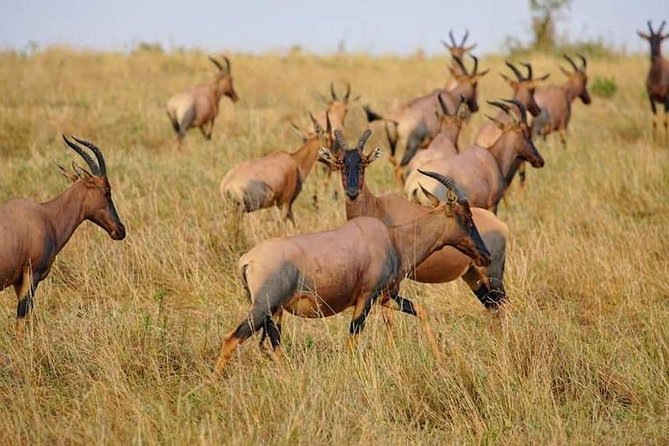 3 Days Amboseli National Park safari - Price and Value: Is $790 Reasonable for 3 Days?