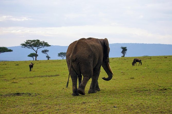 3 Days Amboseli National Park safari - Driver and Communication: Big Strength, One Clear Caution