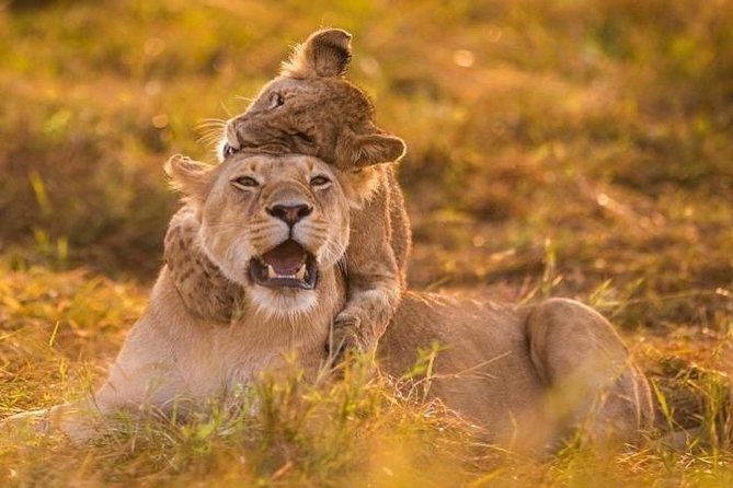 3 Days Amboseli National Park safari - Who This Safari Fits Best (And Who Might Want Another Option)