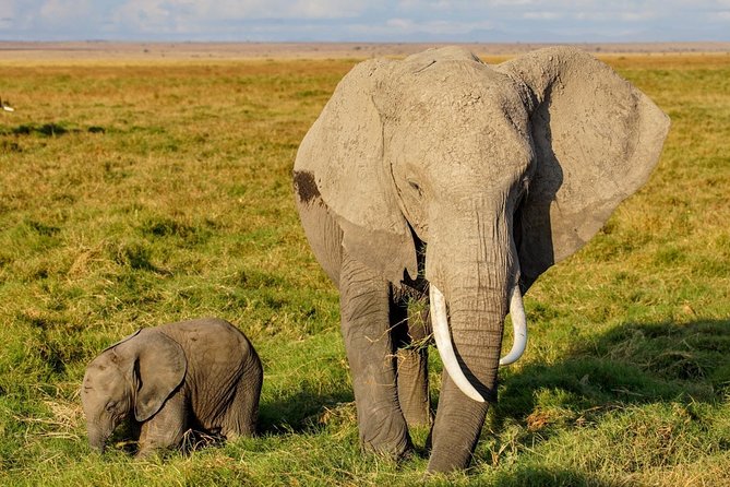 3 Days Amboseli National Park safari - Day 2: Early Morning Drive, Then a Full Day Search for Elephants and Big Cats