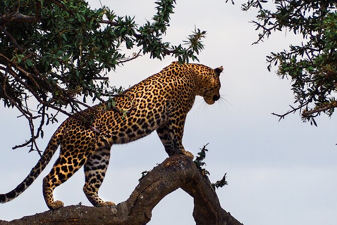3 Days and 2 Nights Adventure in Masai Mara - Key highlights worth planning around