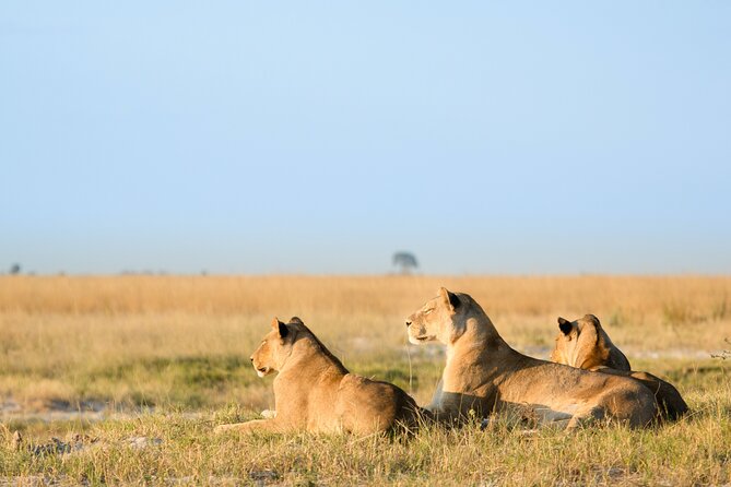 3 Days and 2 Nights Adventure in Masai Mara - Why this 3-day Masai Mara plan feels efficient