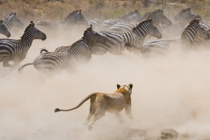 3 Days and 2 Nights Adventure in Masai Mara - Day 2: Big Five focus plus Masai culture time