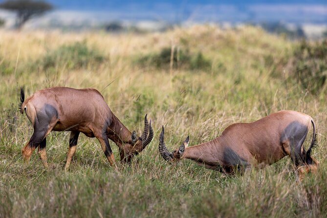 3 Days and 2 Nights Adventure in Masai Mara - Guide quality is the hidden value here