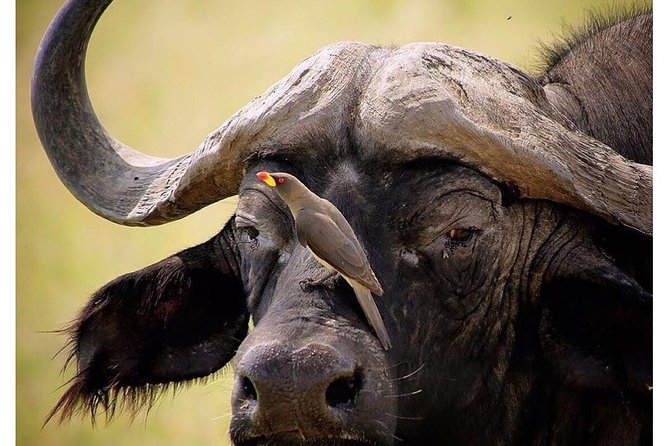 3 Days Budget Masai Mara Safari - Day 2: a full day in Maasai Mara National Reserve