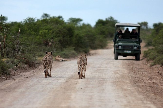 3 Days Budget Masai Mara Safari - Guides and spotting strategy: the human part of the wildlife odds