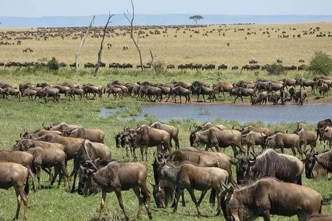 3 Days Budget Masai Mara Safari - Day 1: Nairobi to the Great Rift Valley viewpoint, then your first game drive