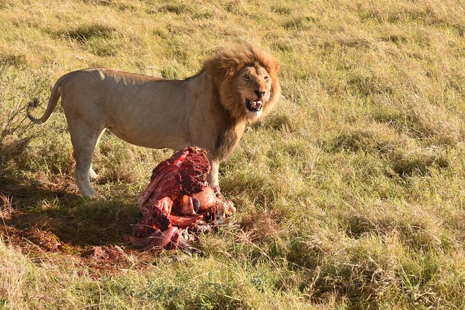 3 Days Gamedrive Safari In Masai Mara From Nairobi - Day 2: the full-day Mara drive, Mara River, and optional Maasai village walk