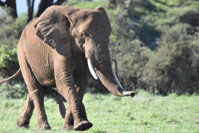 3 Days Gamedrive Safari In Masai Mara From Nairobi - Game-drive strategy and guide quality: how you improve your odds