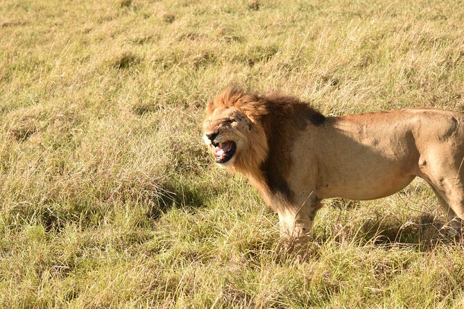 3 Days Gamedrive Safari In Masai Mara From Nairobi - Price and value: is $555 a good deal for 3 days?