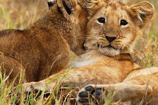 3 days group joining safari to Maasai Mara with a Land Cruiser Jeep - The Land Cruiser group format, and what you gain (and give up)