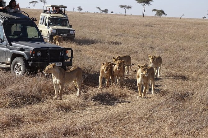 3 days group joining safari to Maasai Mara with a Land Cruiser Jeep - Who should book this 3-day Maasai Mara Land Cruiser safari