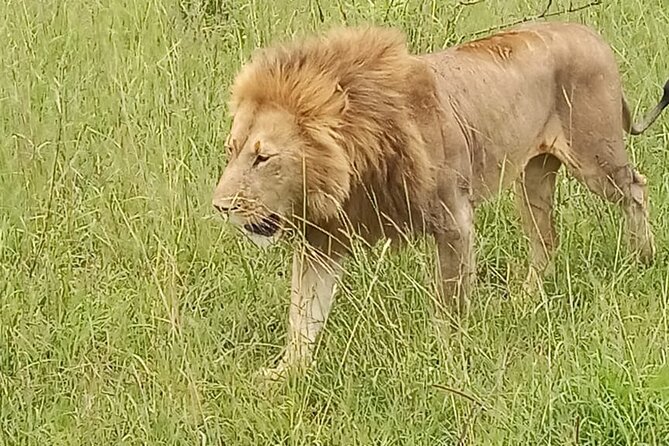 3 days group joining safari to Masai Mara with a Land CruiserJeep - Where you sleep: Miti Mingi camp style tents, budget but practical