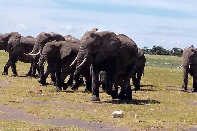 3 days group joining safari to Masai Mara with a Land CruiserJeep - Day 2: the early start that gives you a real chance at the big five