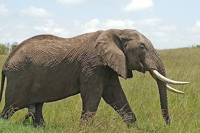 3 days group joining safari to Masai Mara with a Land CruiserJeep - The Land Cruiser Jeep with pop-up roof: how you actually spot animals