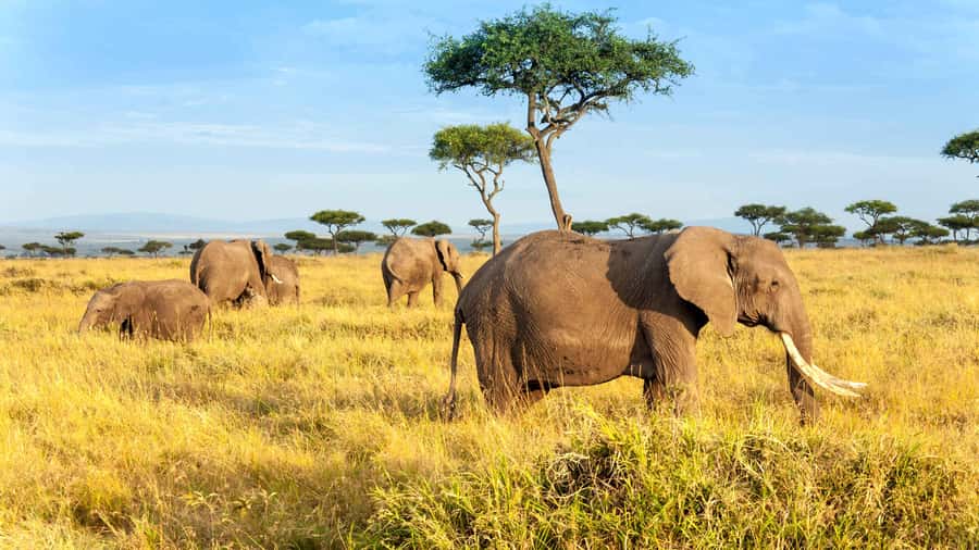 3 days group safari to maasai mara with a 4x4 landcruiser - Key highlights at a glance