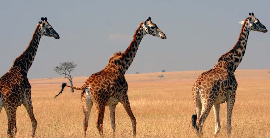 3 days group safari to maasai mara with a 4x4 landcruiser - Sunset Game Drive: Best Odds for Lions and Big Cats