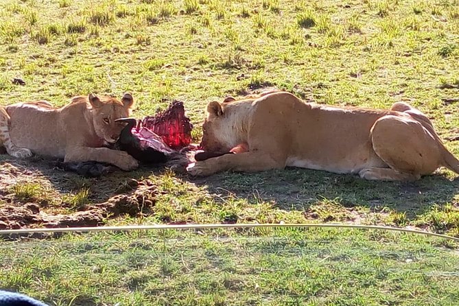 3 Days Maasai Mara Budget Group Safari - Day 1: Nairobi pickup, Rift Valley viewpoint, Narok lunch, and your first game drive