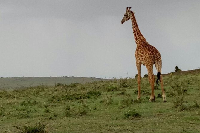 3 Days Maasai Mara Budget Group Safari - Day 3: pre-breakfast game drive, then back to Nairobi late afternoon