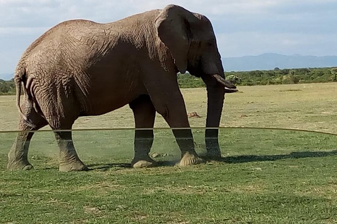 3 Days Maasai Mara Budget Group Safari - Vehicle, group size, and how that affects your comfort