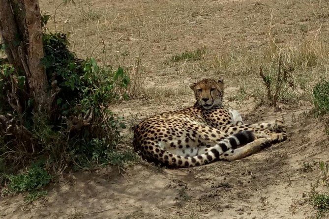3 Days Maasai Mara Budget Group Safari - Culture in the Mara: the optional Maasai village choice