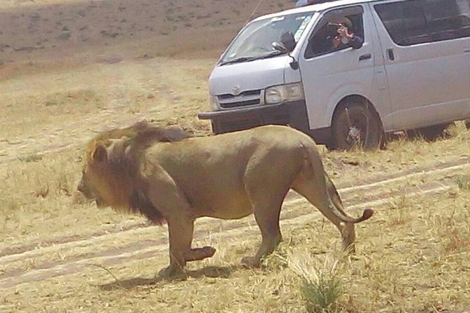 3 Days Maasai Mara Budget Group Safari - Day 2: full day in the reserve, plus the hippo pool picnic lunch