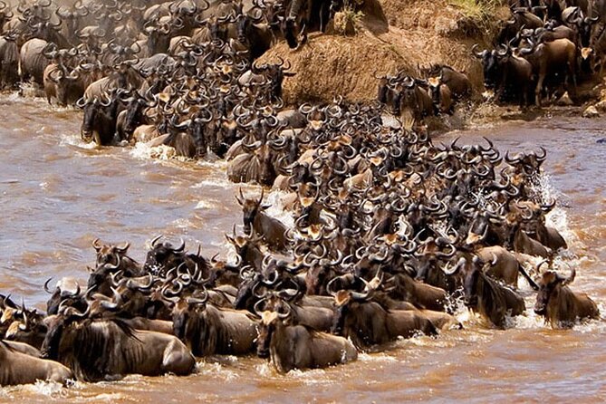 3-Days Maasai Mara Camping Safari on 4x4 Land Cruiser Jeep - Day 2: A full Mara day for Big Five chances, plus Maasai options