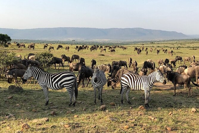 3-Days Maasai Mara Camping Safari on 4x4 Land Cruiser Jeep - Small group safari style: what a cap at eight changes