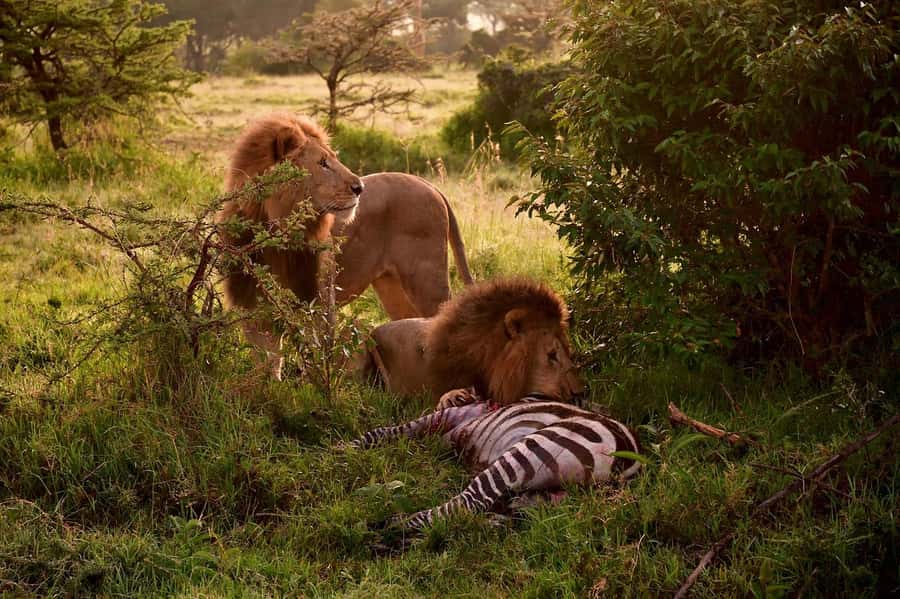 3 Days Maasai Mara Group Safari using a 4x4 Landcruiser - FAQ