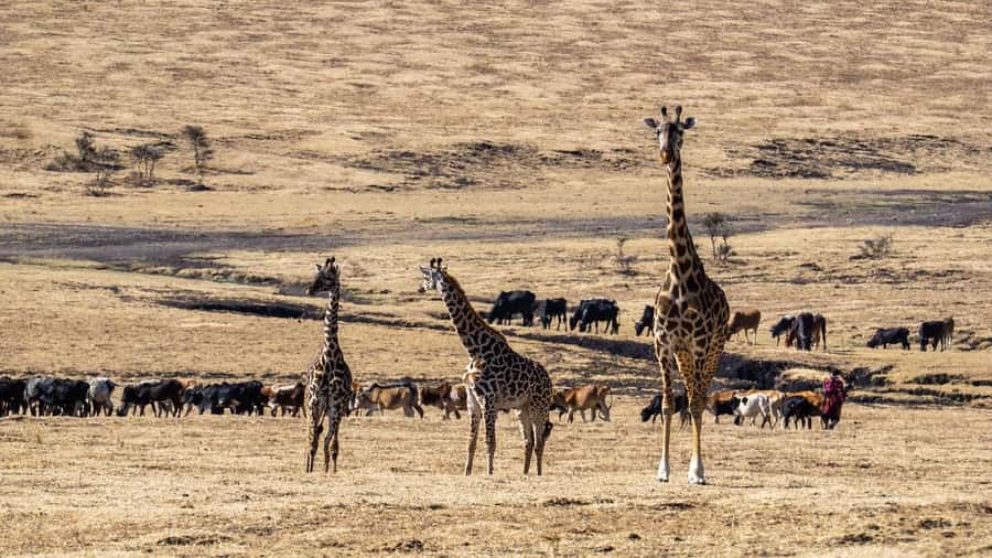 3 Days Maasai Mara Group Safari using a 4x4 Landcruiser - Your Tented Camp Comfort: Ensuite Toilets and the Reality of Budget Luxury