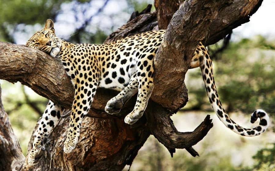 3 Days Maasai Mara Group Safari using a 4x4 Landcruiser - Price and Park Fees: The Real Cost Math