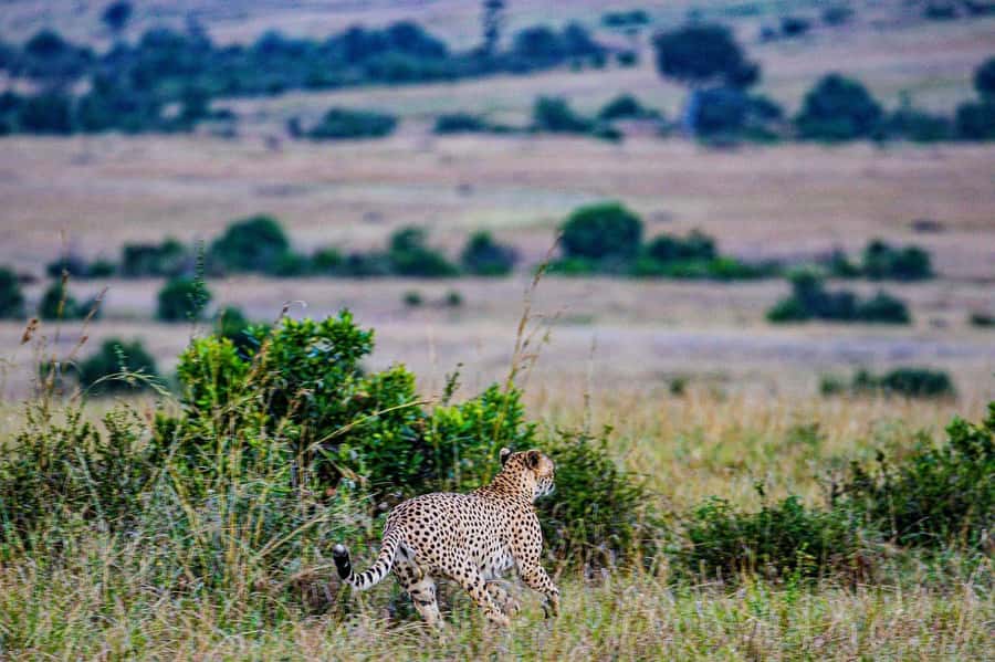 3 Days Maasai Mara Group Safari using a 4x4 Landcruiser - Guide and Driver Energy: When It Feels Personal, and When It Does Not
