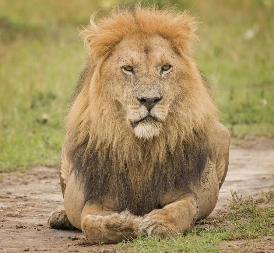 3 Days Maasai Mara Group Safari using a 4x4 Landcruiser - Who This 3-Day Group Safari Is Best For