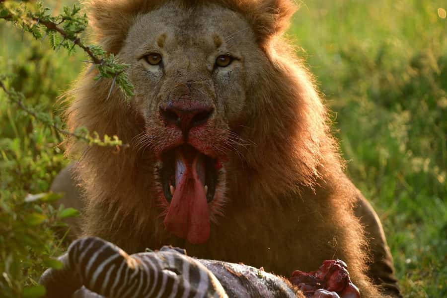 3 Days Maasai Mara Group Safari using a 4x4 Landcruiser - Should You Book This 3-Day Maasai Mara Group Safari?