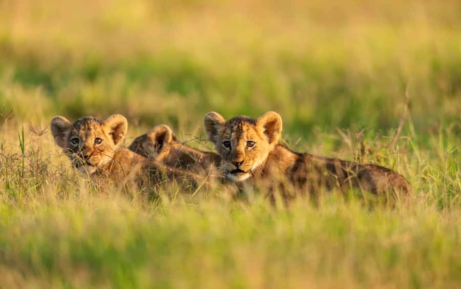 3 Days Maasai Mara Group Safari using a 4x4 Landcruiser - Nairobi to Maasai Mara, with a Rift Valley Viewpoint and a Sunset Drive