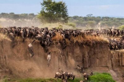 3 Days, 2 Nights Maasai Mara Group Safari