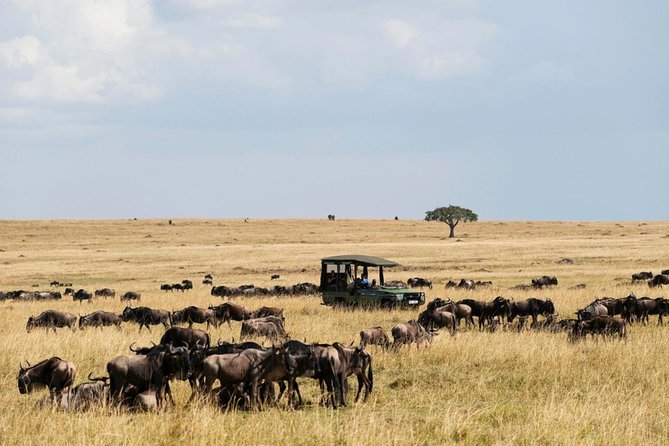 3 Days Maasai Mara Guided Safari from Nairobi - Day Three: Maasai village visit, then back to Nairobi with no final game drive