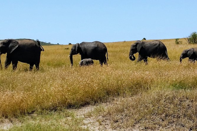 3 Days Maasai Mara Luxury Camping - Day 2 in the reserve: your two-drive day, Big Five chances, and birdlife