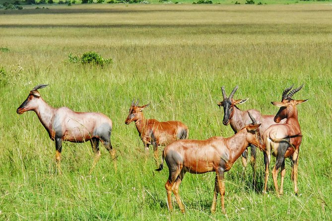 3 Days Maasai Mara Luxury Camping - The optional hot air balloon ride: when it fits, and when to skip