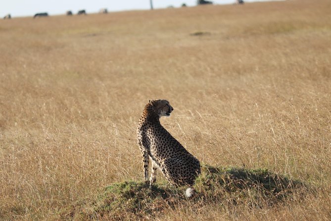 3 Days Maasai Mara Luxury Camping - Camp comfort in the real world: Kichwa Tembo, plus Camp Elengata Olerai praise