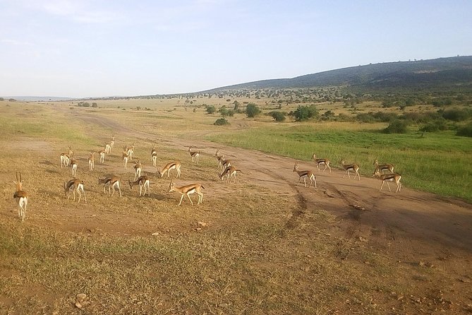 3 Days Maasai Mara Luxury Camping - Should you book this 3 days Maasai Mara luxury camping safari?